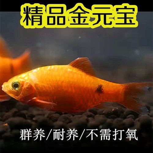 金元寶觀賞魚圖片：“金元寶觀賞魚”及其精美圖片