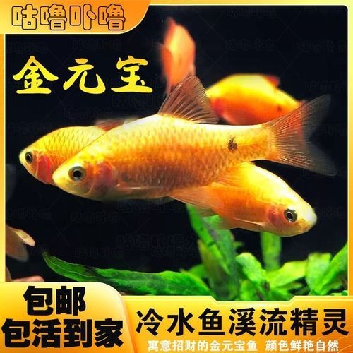 金元寶觀賞魚圖片：“金元寶觀賞魚”及其精美圖片