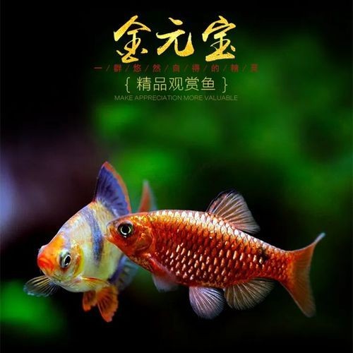 金元寶觀賞魚圖片：“金元寶觀賞魚”及其精美圖片