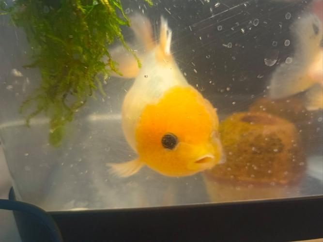 金元寶觀賞魚圖片：“金元寶觀賞魚”及其精美圖片