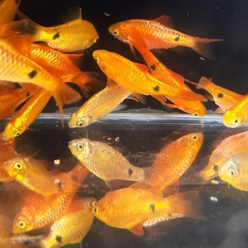 金元寶觀賞魚圖片：“金元寶觀賞魚”及其精美圖片