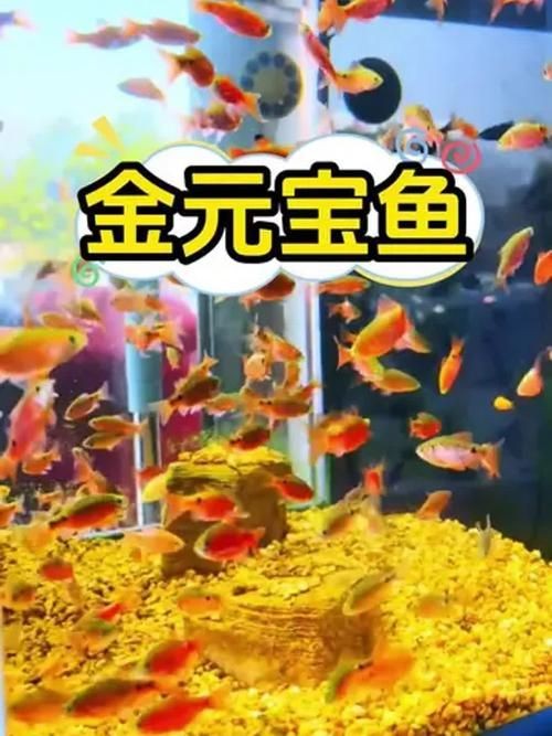 金元寶觀賞魚圖片：“金元寶觀賞魚”及其精美圖片
