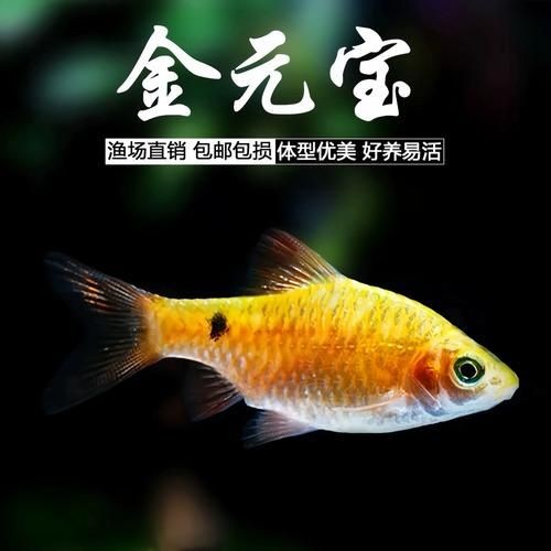 金元寶觀賞魚圖片：“金元寶觀賞魚”及其精美圖片