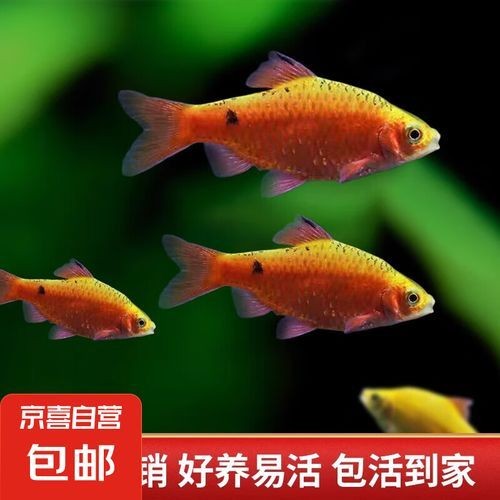 金元寶觀賞魚圖片：“金元寶觀賞魚”及其精美圖片