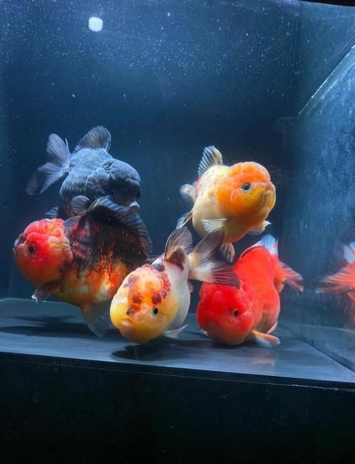 金元寶觀賞魚圖片：“金元寶觀賞魚”及其精美圖片