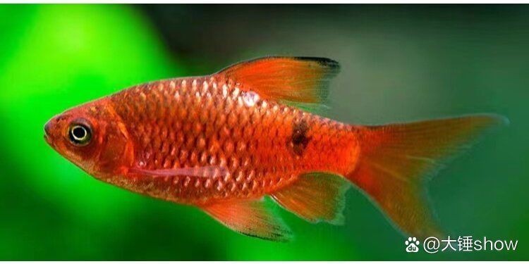 金元寶觀賞魚圖片：“金元寶觀賞魚”及其精美圖片