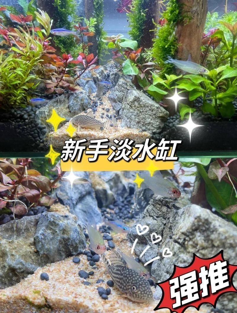 廣州魚缸店：廣東水族業:年產值近400億前景廣闊