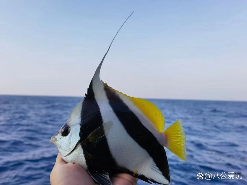 關刀魚俗稱叫什么：關刀魚和白關刀有什么區別馬夫魚和白關刀魚有什么區別