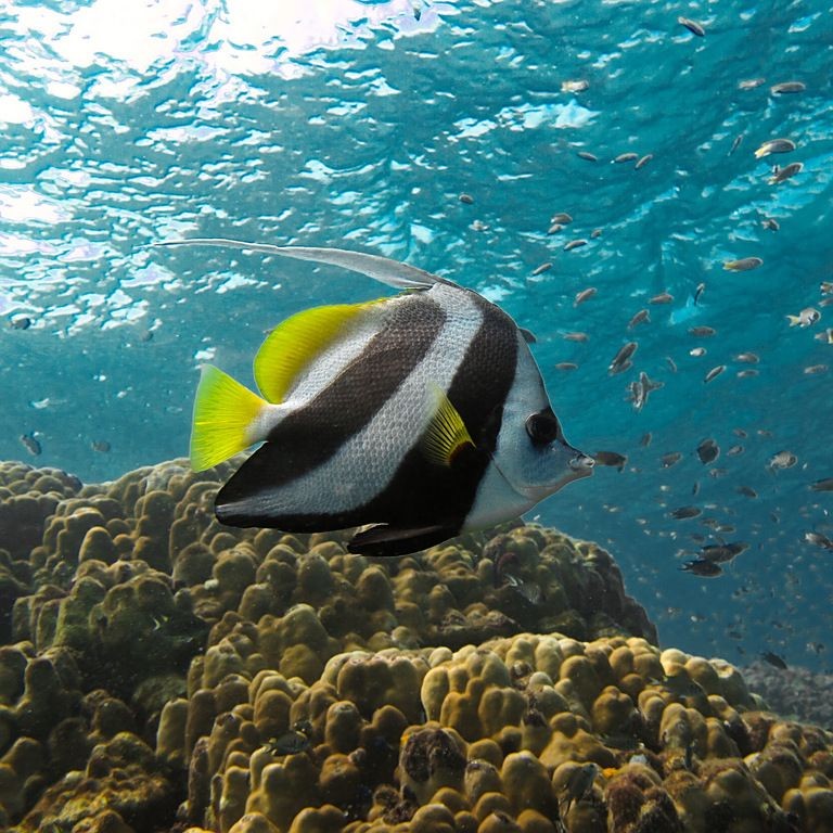 關刀魚俗稱叫什么：關刀魚和白關刀有什么區別馬夫魚和白關刀魚有什么區別