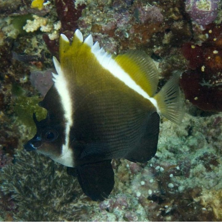 關刀魚俗稱叫什么：關刀魚和白關刀有什么區別馬夫魚和白關刀魚有什么區別