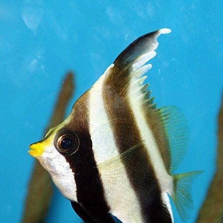 關刀魚俗稱叫什么：關刀魚和白關刀有什么區別馬夫魚和白關刀魚有什么區別