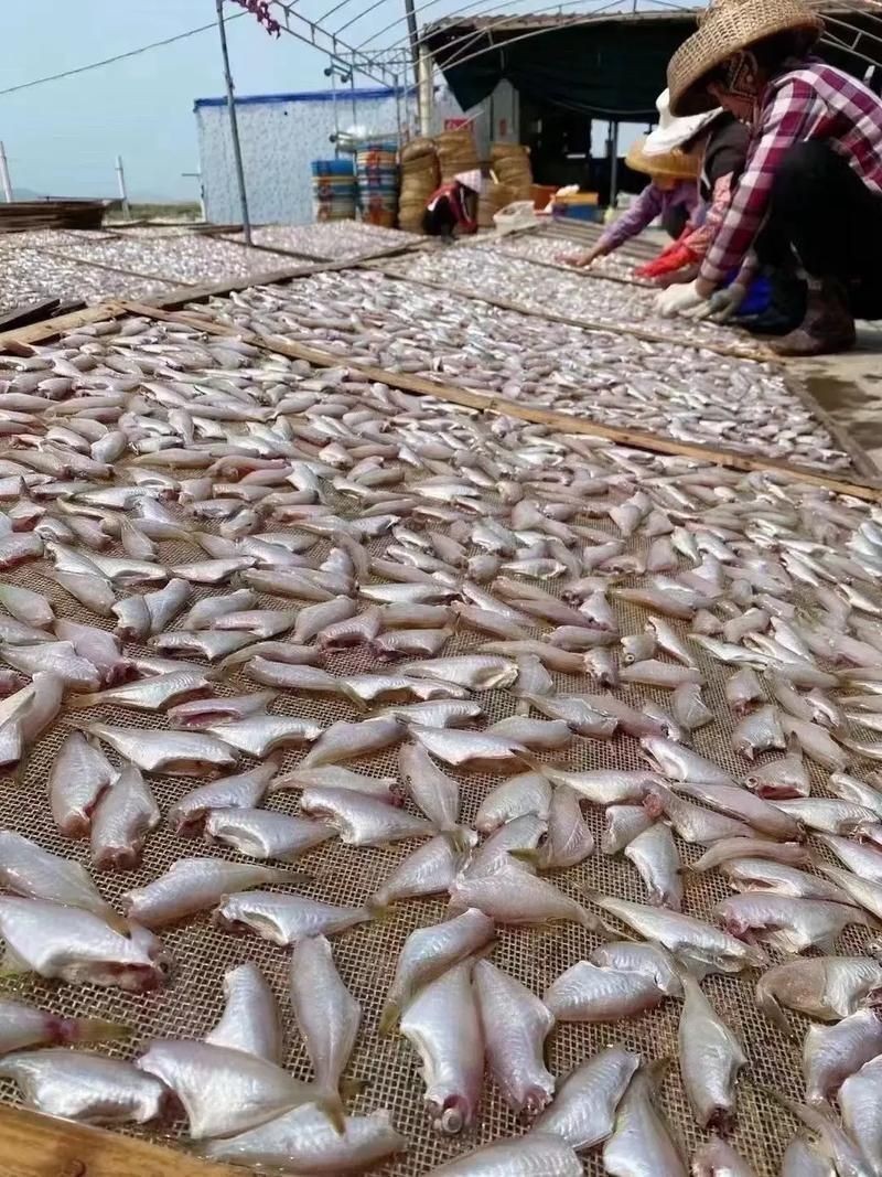 干皮魚圖片：干皮魚圖片展示