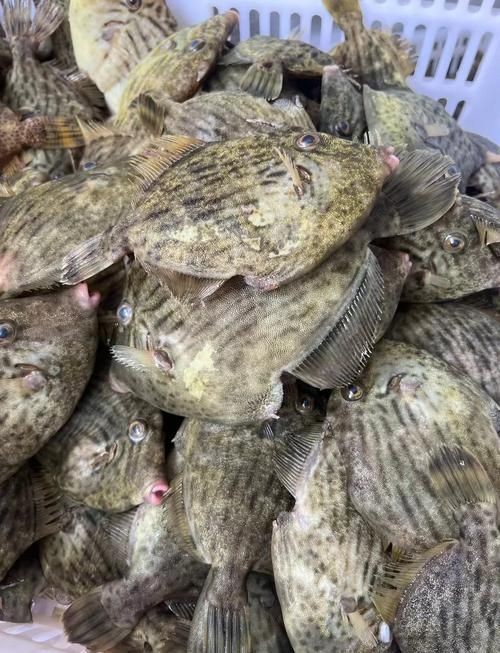 干皮魚圖片：干皮魚圖片展示