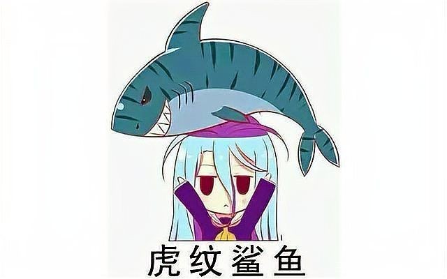 好大的魚虎紋鯊魚：《好大的魚虎紋鯊魚》