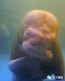 海和尚圖片:**《海和尚圖片》主題圖片