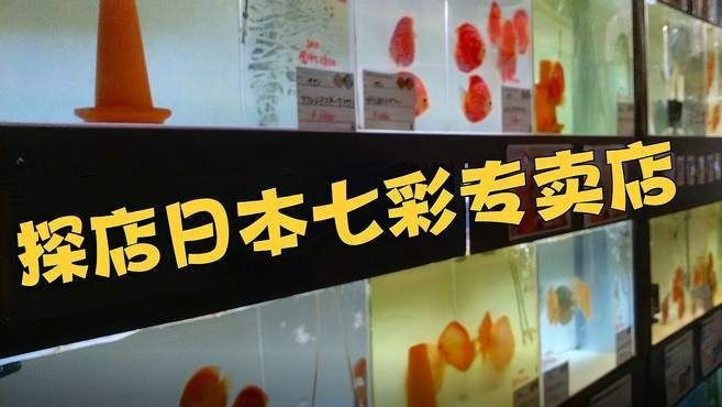 家彩和野彩哪種好養：家彩和野彩哪個好養