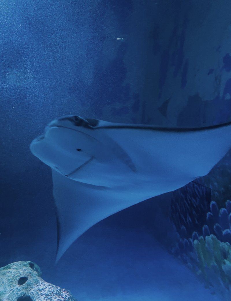 南京水族店：如何開一家專業水準的南京水族店 南京水族店：如何開一家專業水準的南京水族店 全國水族館企業名錄 第2張
