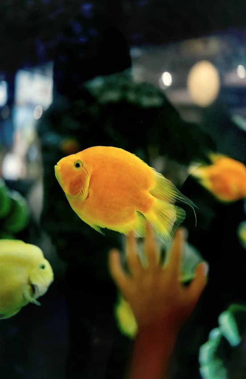 南京水族店：如何開一家專業水準的南京水族店 南京水族店：如何開一家專業水準的南京水族店 全國水族館企業名錄 第8張