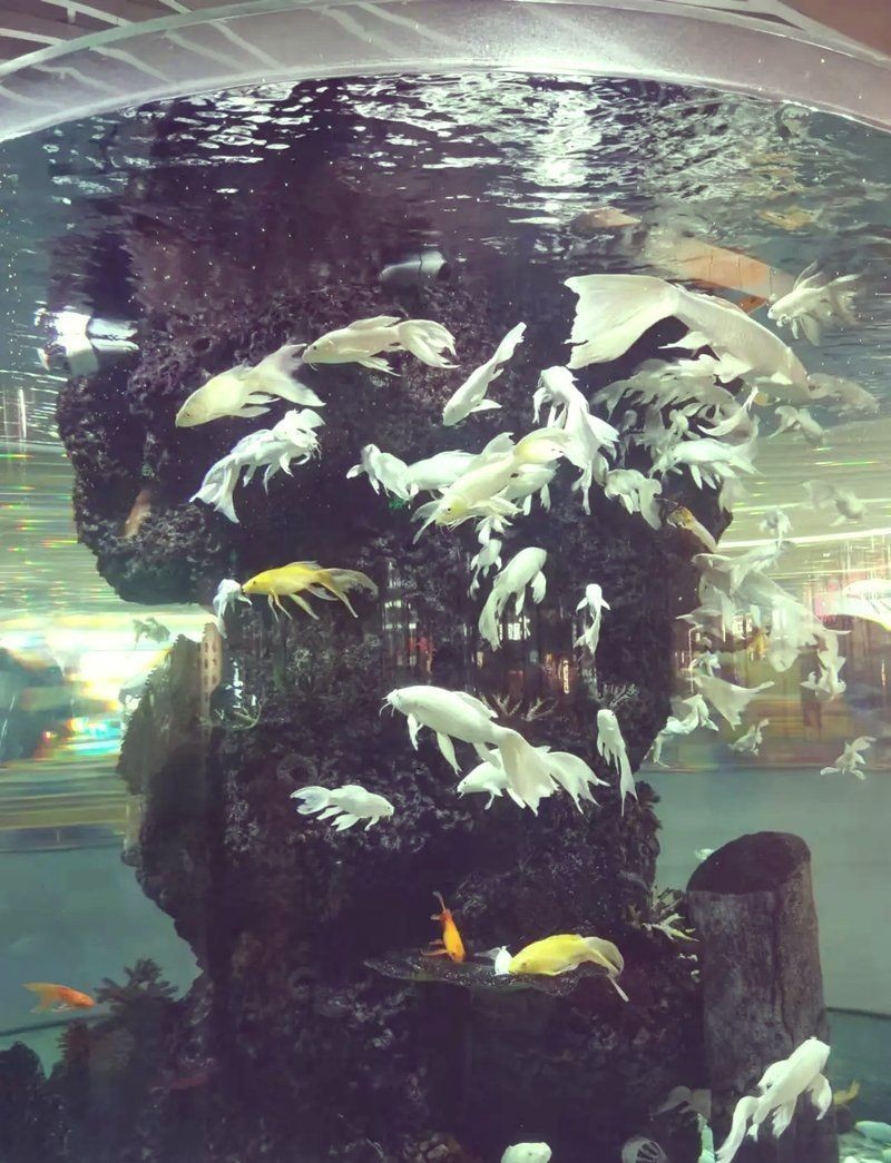 南京水族店：如何開一家專業水準的南京水族店 南京水族店：如何開一家專業水準的南京水族店 全國水族館企業名錄 第6張