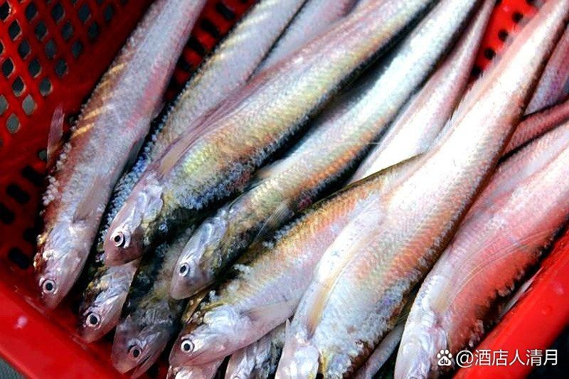 今天刀魚價格:江蘇連云港黃河刀魚價格波動未來一周刀魚價格波動 龍魚百科 第6張 今天刀魚價格:江蘇連云港黃河刀魚價格波動未來一周刀魚價格波動 今天刀魚價格:江蘇連云港黃河刀魚價格波動未來一周刀魚價格波動 龍魚百科 第6張