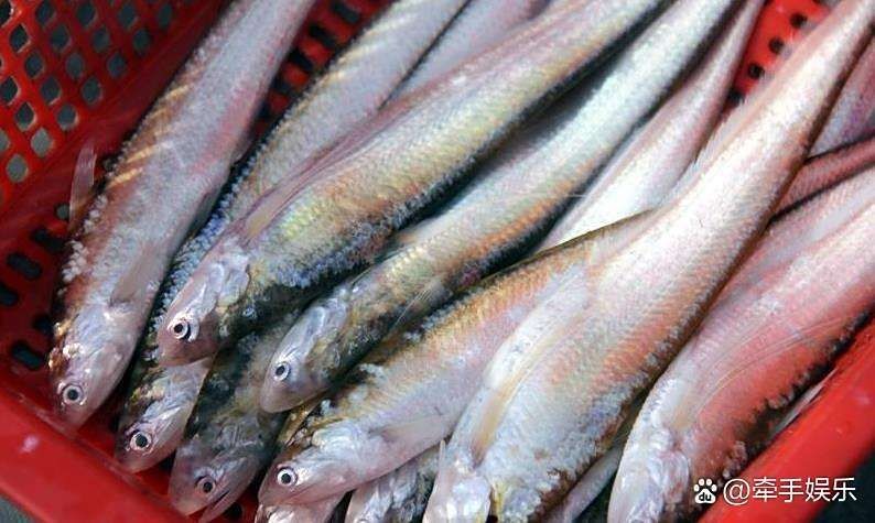 今天刀魚價格:江蘇連云港黃河刀魚價格波動未來一周刀魚價格波動 龍魚百科 第4張 今天刀魚價格:江蘇連云港黃河刀魚價格波動未來一周刀魚價格波動 今天刀魚價格:江蘇連云港黃河刀魚價格波動未來一周刀魚價格波動 龍魚百科 第4張