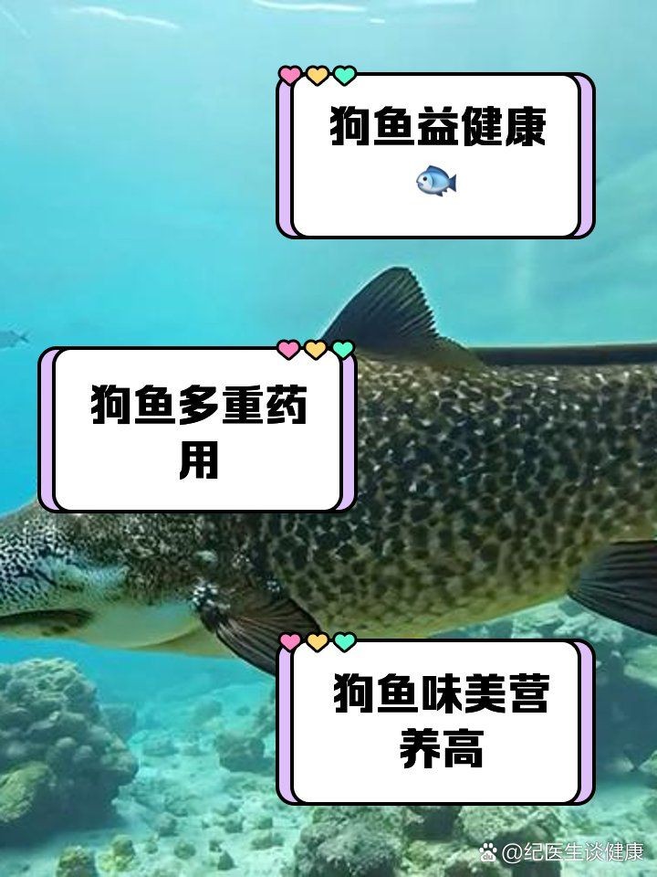 狗仔魚為何要少吃：狗仔魚的營養(yǎng)價值與營養(yǎng)價值的食用建議與食用頻率考慮