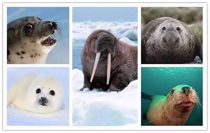 海象 海獅 海豹：海象、海獅、海豹的區別