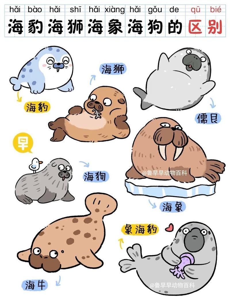 海象 海獅 海豹：海象、海獅、海豹的區別