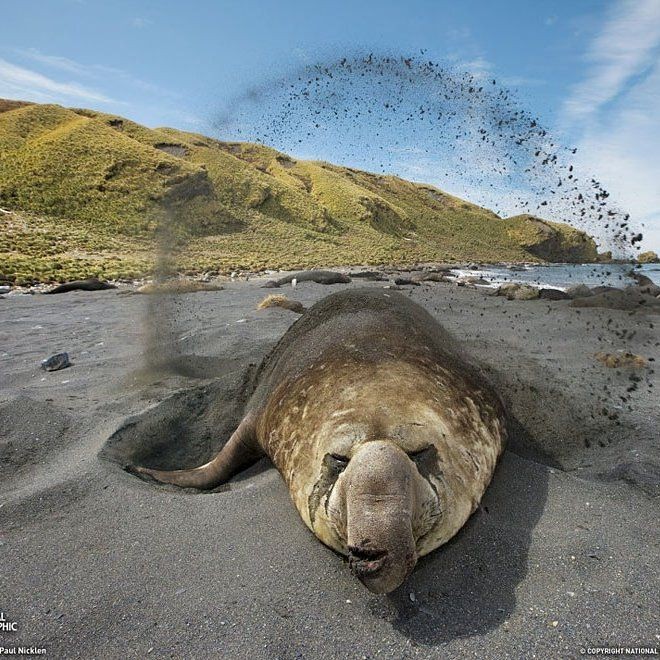 海象 海獅 海豹：海象、海獅、海豹的區別