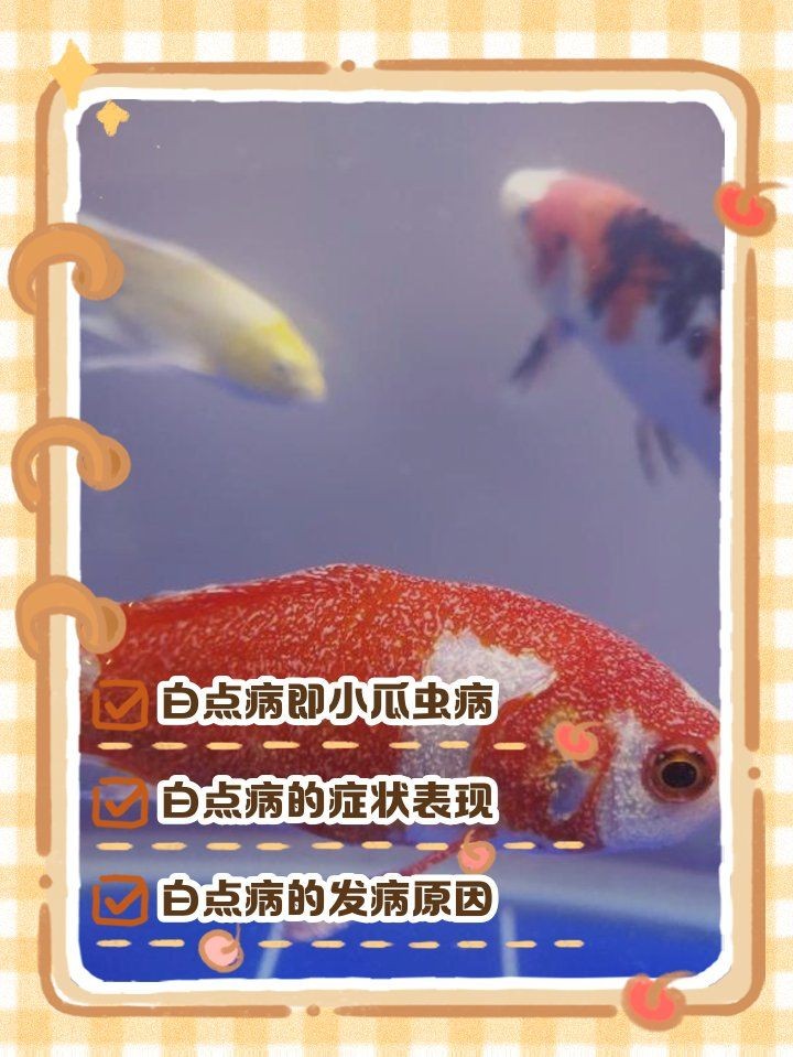 狗頭魚白點病的癥狀：常見魚病之白點病