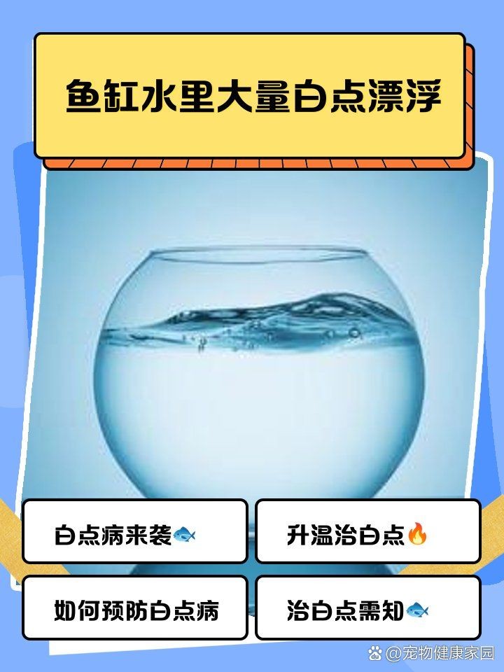 狗頭魚白點病的癥狀：常見魚病之白點病