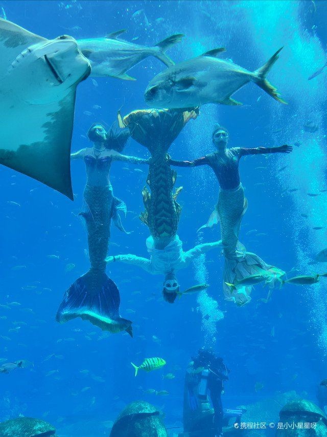 三亞水族批發市場：三亞水族批發市場是海南地區極具影響力的專業水產品集散地