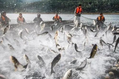 廣東四大家魚分別是什么魚類：廣東“四大家魚”是哪四大家魚、草魚、草魚、草魚、鰱鳙魚
