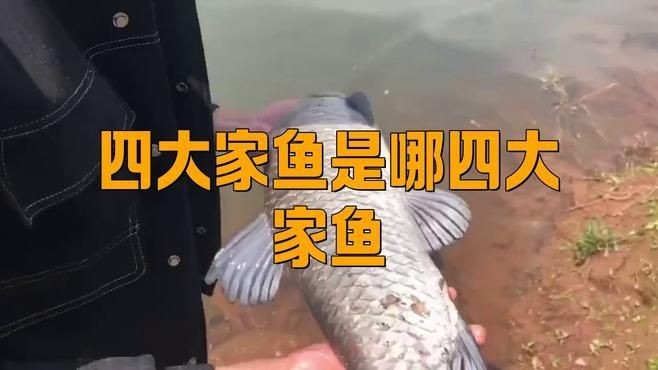 廣東四大家魚(yú)分別是什么魚(yú)類(lèi)：廣東“四大家魚(yú)”是哪四大家魚(yú)、草魚(yú)、草魚(yú)、草魚(yú)、鰱鳙魚(yú)