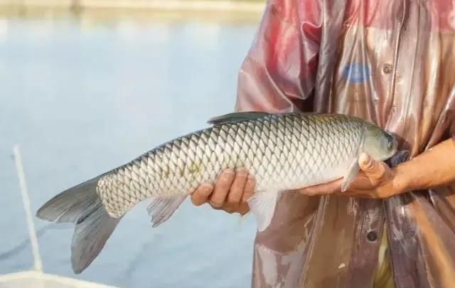 廣東四大家魚(yú)分別是什么魚(yú)類(lèi)：廣東“四大家魚(yú)”是哪四大家魚(yú)、草魚(yú)、草魚(yú)、草魚(yú)、鰱鳙魚(yú)