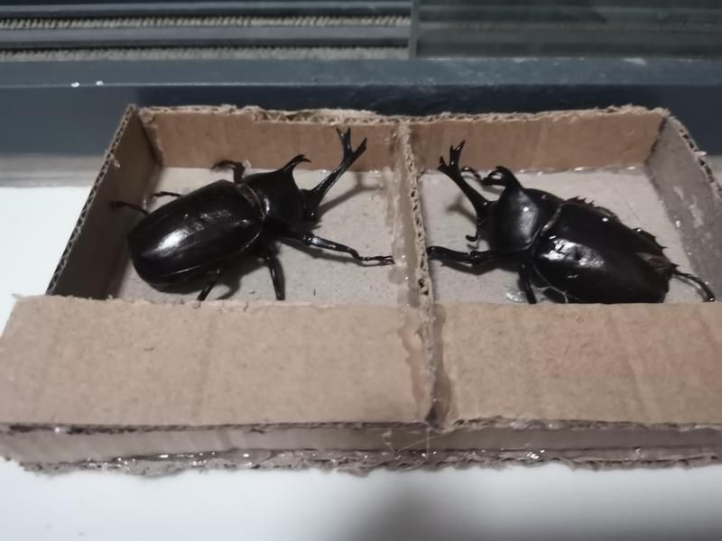 撿到一只獨角仙犯法嗎：撿到一只獨角仙違法嗎 撿到一只獨角仙犯法嗎：撿到一只獨角仙違法嗎 龍魚論壇 第6張