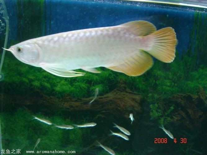 吉印水族是雜牌子還是名牌：吉印水族是“雜牌子”還是“名牌”？