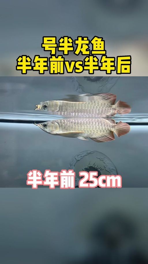 吉印水族是雜牌子還是名牌：吉印水族是“雜牌子”還是“名牌”？