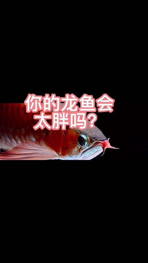 吉印水族是雜牌子還是名牌：吉印水族是“雜牌子”還是“名牌”？