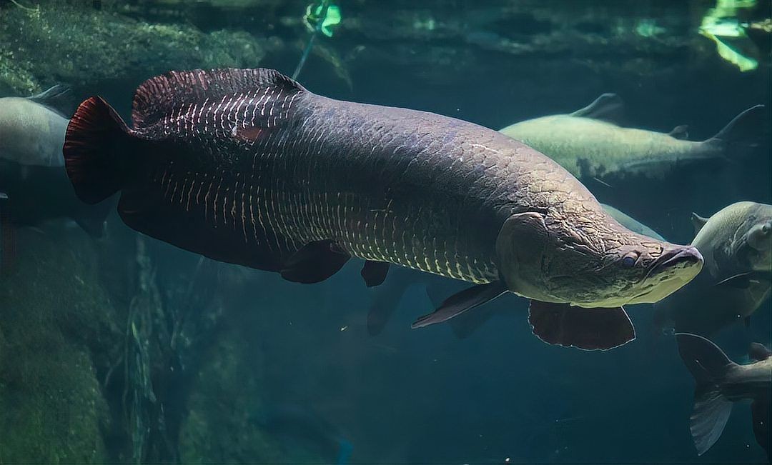 巨骨舌魚(yú)和森蚺誰(shuí)厲害：巨骨舌魚(yú)與亞馬遜流域頂級(jí)掠食者《巨骨舌魚(yú)》