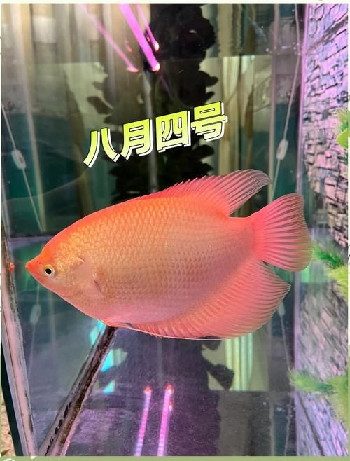 最招財的魚圖片：“最招財的魚圖片”