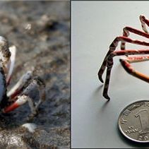 海和尚什么魚：古籍記載中的“海和尚”是什么？