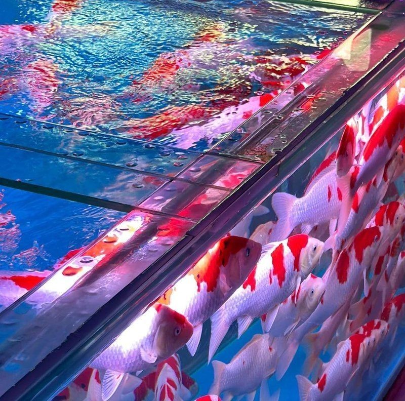 張家口水族批發(fā)市場：張家口水族批發(fā)市場怎么樣