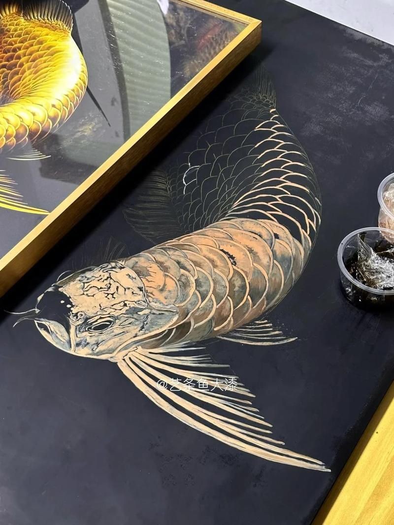 星點龍魚是風水魚嗎：星點龍魚在風水里象征著什么養龍魚有哪些忌諱你真的了解嗎
