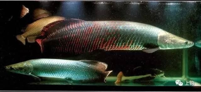 海象魚(yú)品種大全一覽表：關(guān)于海象魚(yú)的知識(shí)
