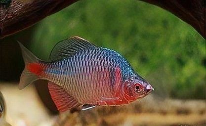 河里的七彩小魚：七彩神仙魚
