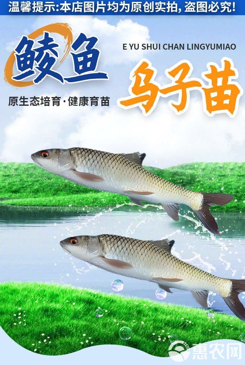縉云魚苗價(jià)格表圖大全：縉云縣魚苗價(jià)格信息綜合如下縉云魚苗價(jià)格信息綜合
