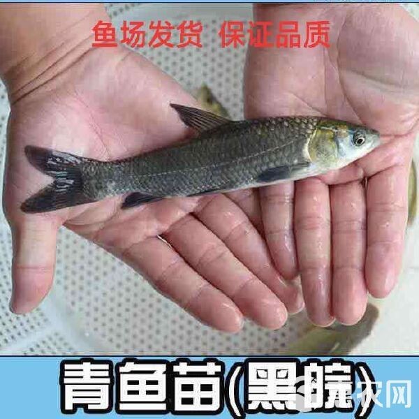 縉云魚苗價(jià)格表圖大全：縉云縣魚苗價(jià)格信息綜合如下縉云魚苗價(jià)格信息綜合