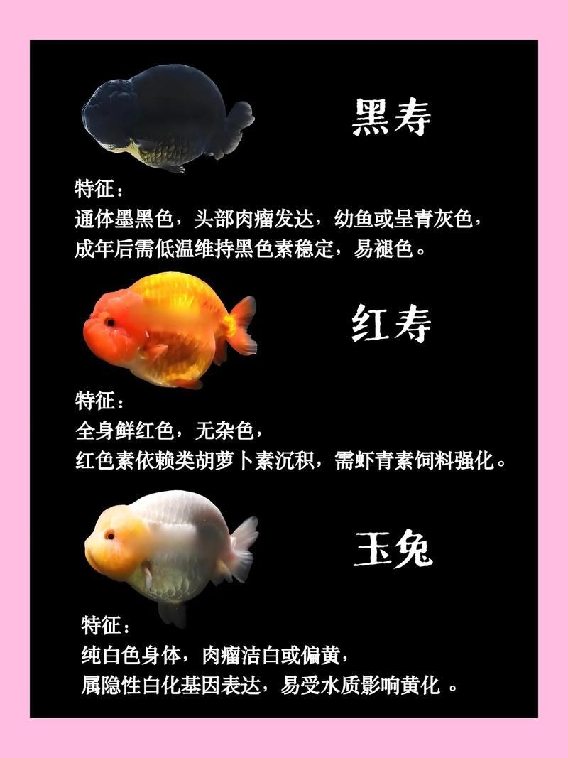 家庭魚缸養(yǎng)魚品種圖片：家庭魚缸選對觀賞魚品種則是打造理想水景的關(guān)鍵