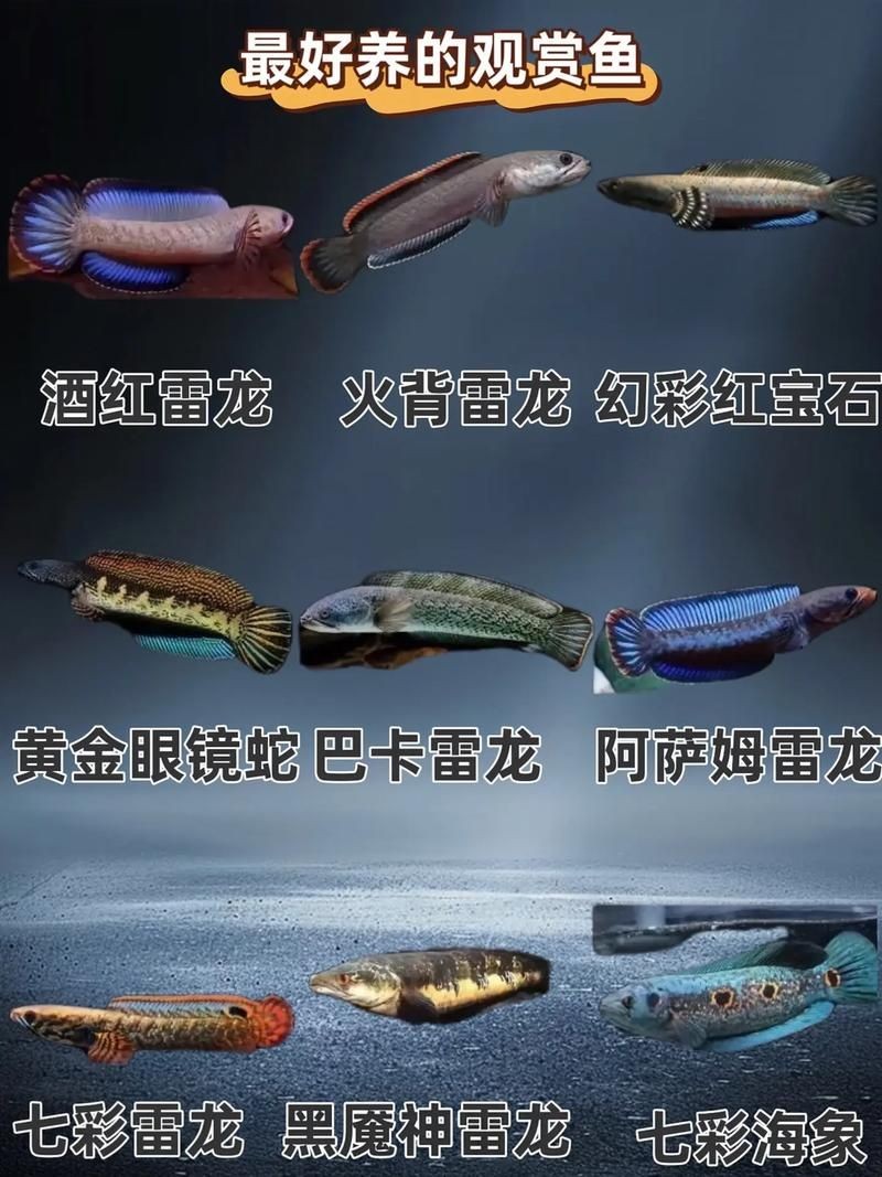 家庭魚缸養(yǎng)魚品種圖片：家庭魚缸選對觀賞魚品種則是打造理想水景的關(guān)鍵